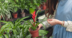 house plants 02
