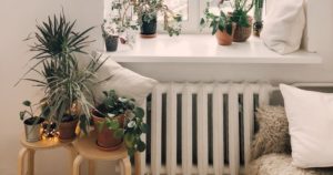 houseplants in a room 01
