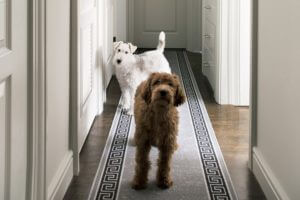 dogs in room,
